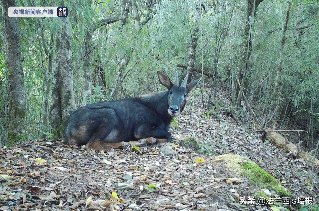 罕见的天马,罕见动物神兽
