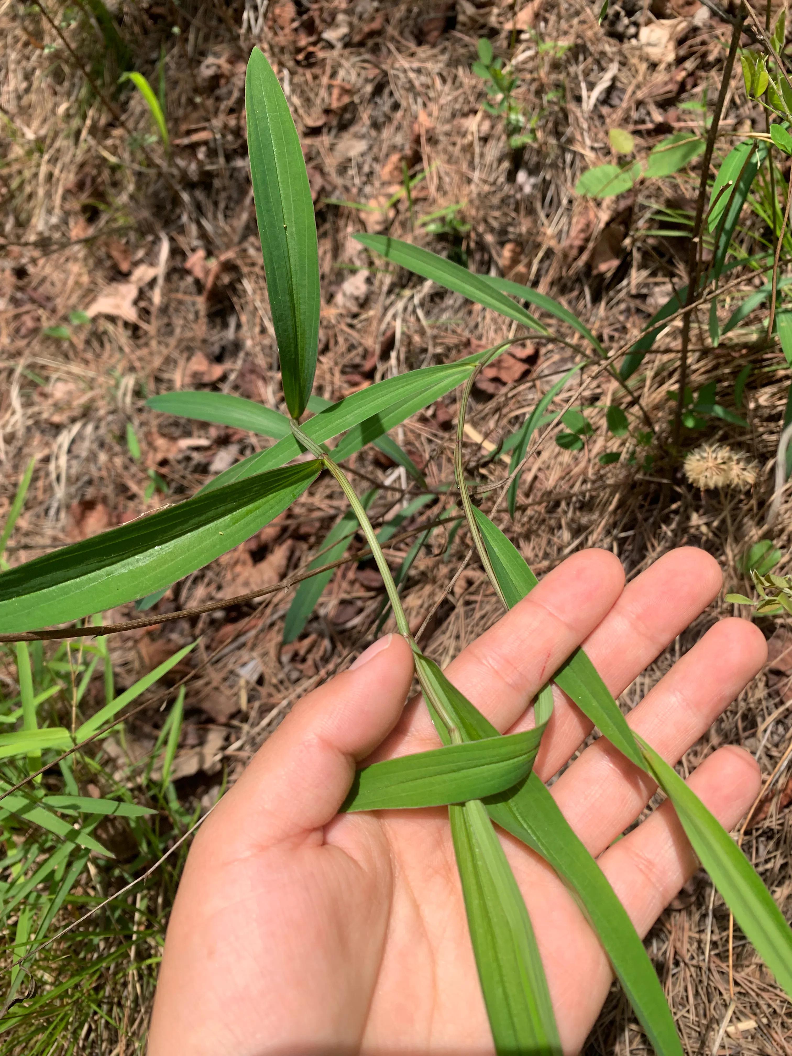 秦岭太白山霸王河玉石,秦岭大山的七彩玉石