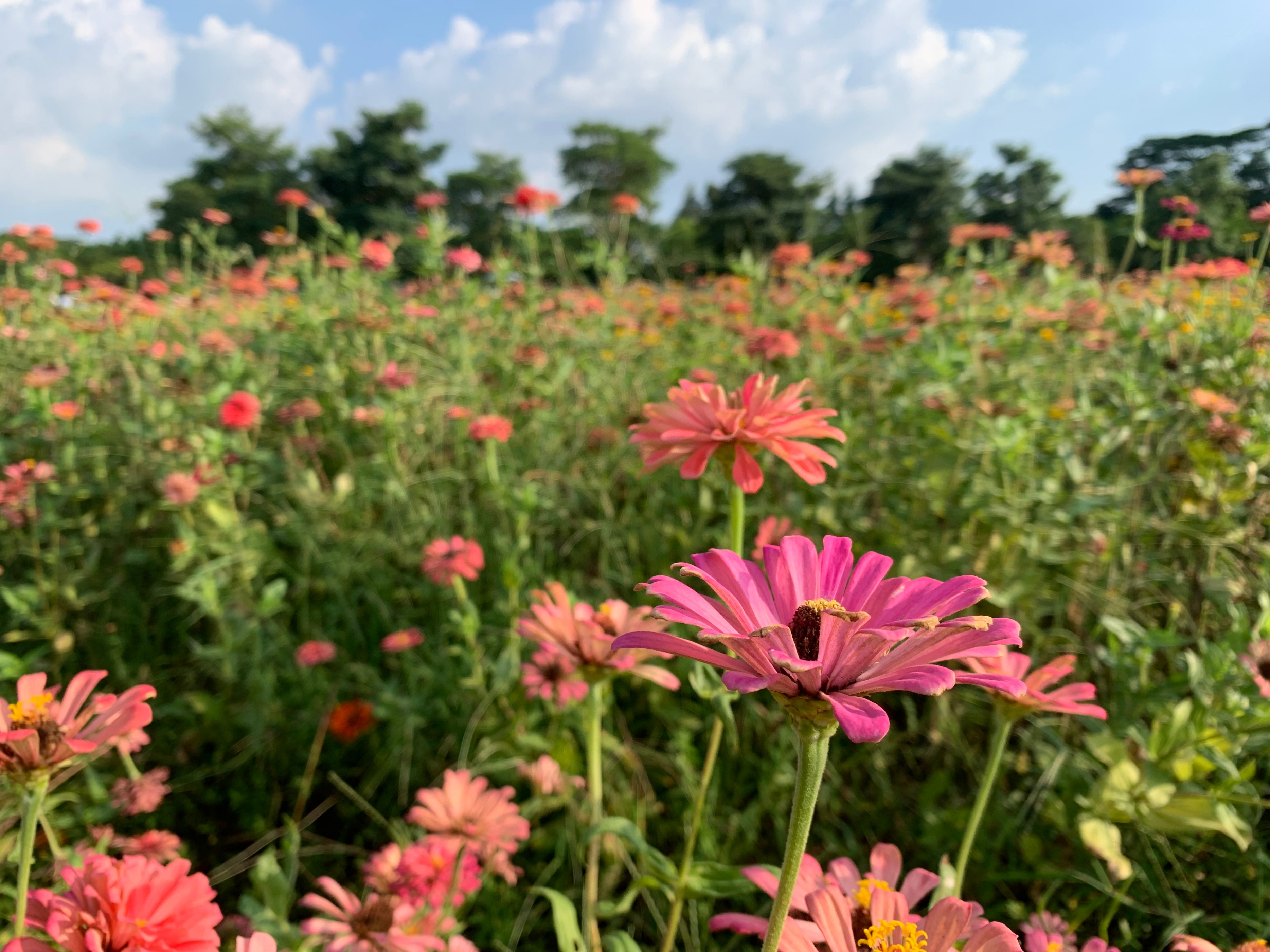 广州国庆假期一日游:南肾海珠湖国家湿地公园的最佳旅游攻略