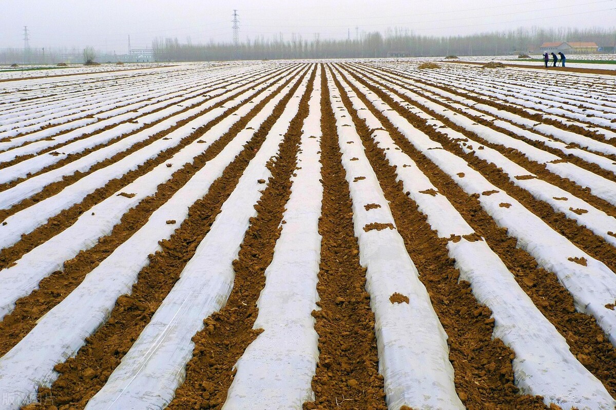 春土豆怎样种植和管理,春土豆种植怎么整地