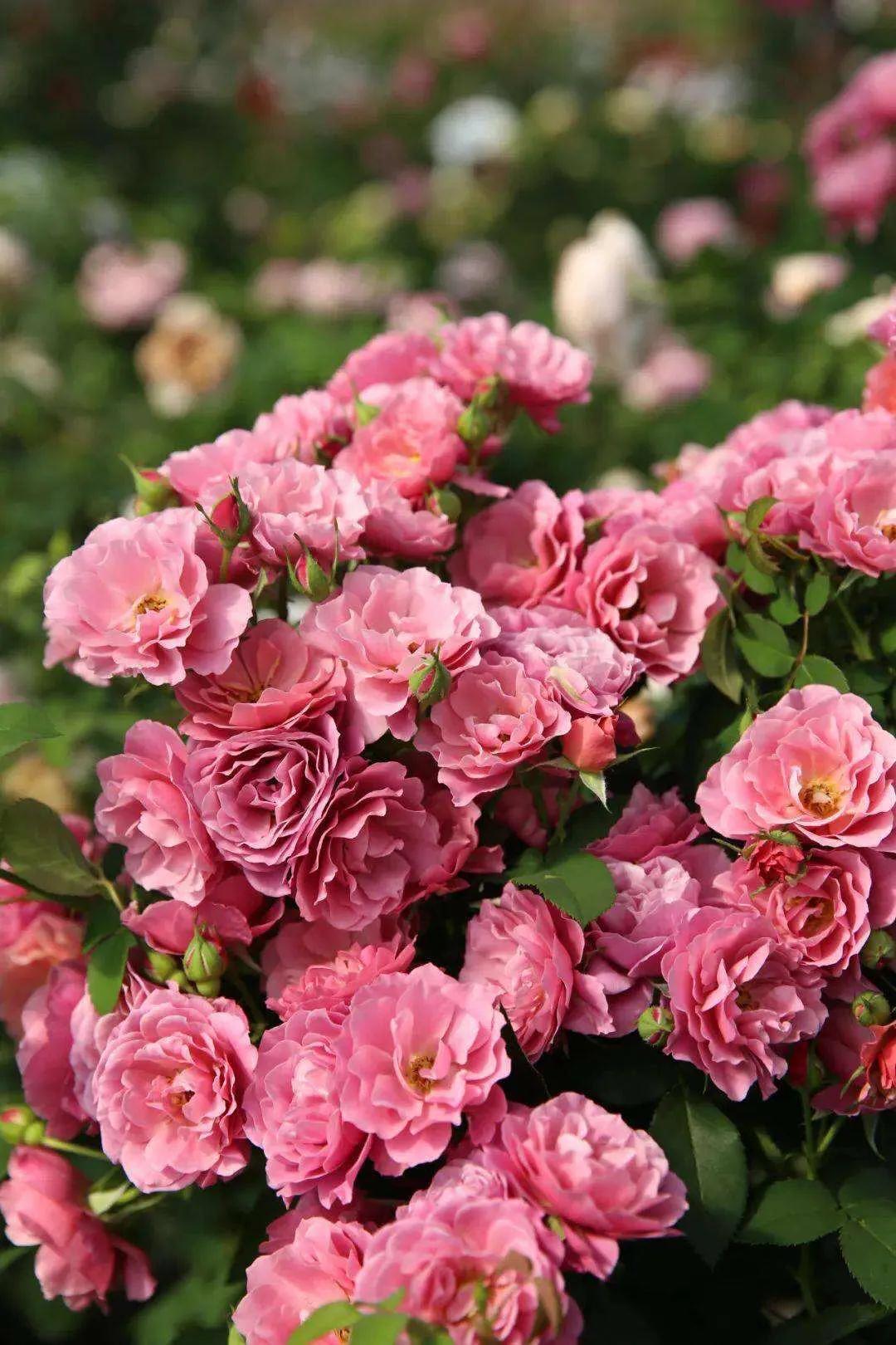 葵系列的月季,高贵浪漫的仙女月季