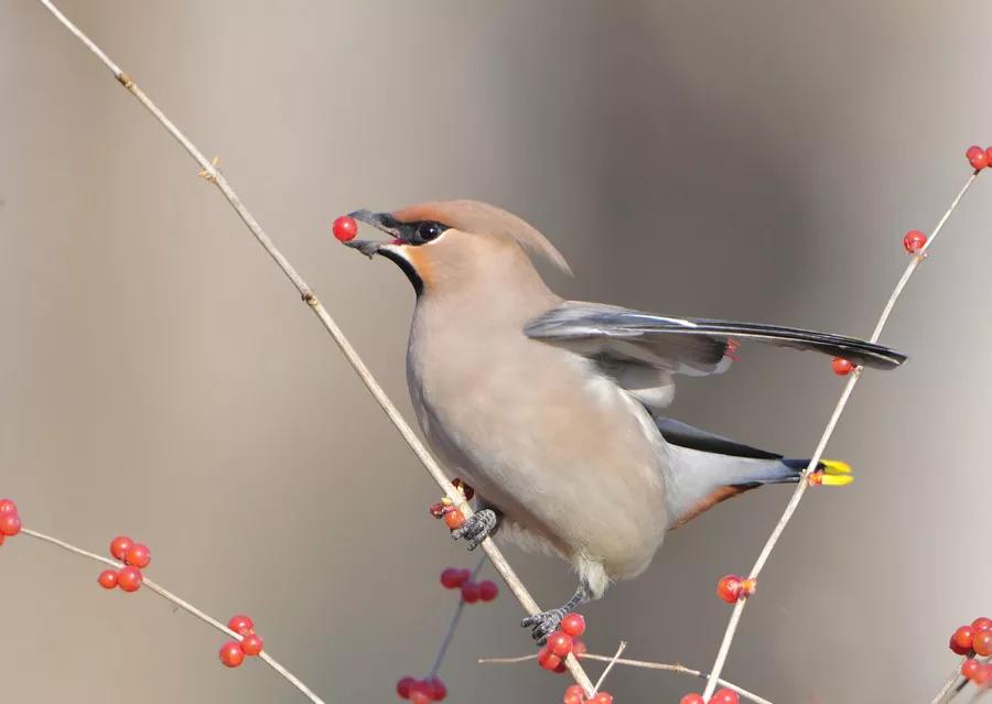 太平鸟图片素材,太平鸟图片大鸟