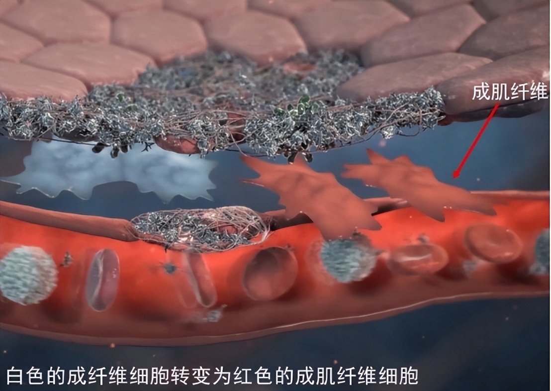 牙龈纤维瘤是肿瘤吗,牙龈纤维瘤会遗传给下一代吗