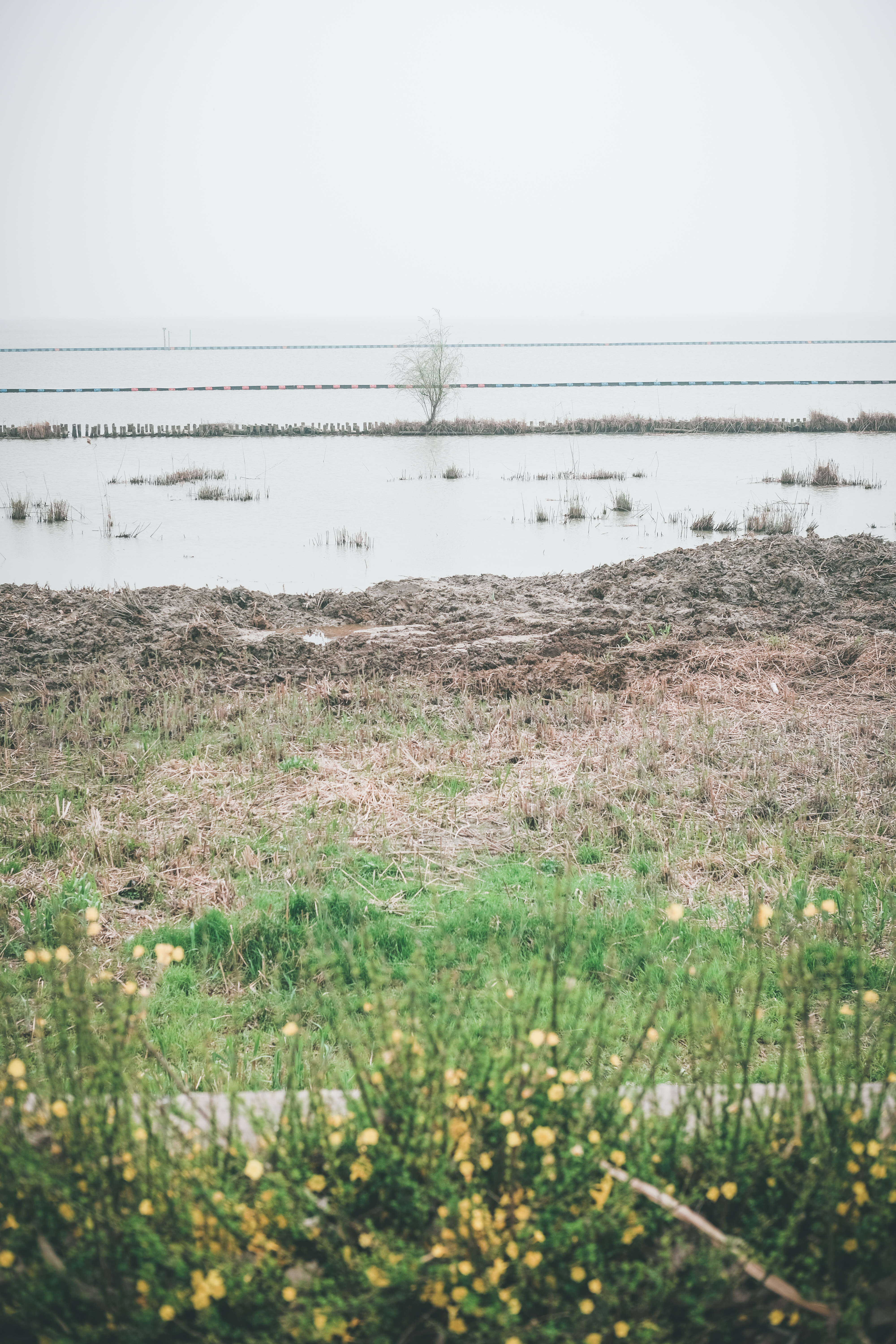 无锡踏青挖野菜好去处,无锡哪里可以挖得到野生的荠菜