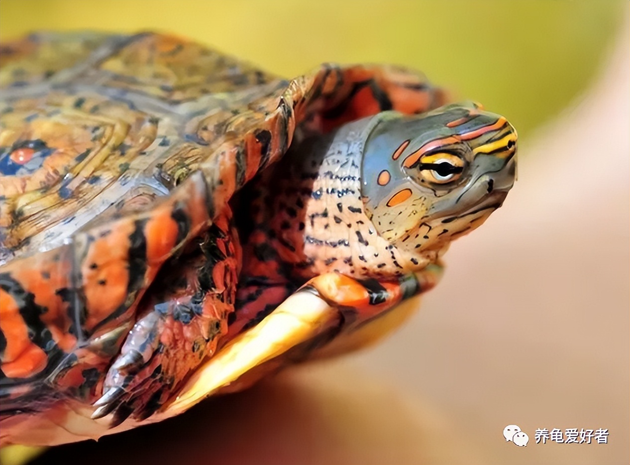 这四个问题养龟新手得知道一下,养龟误区看看你中了几个