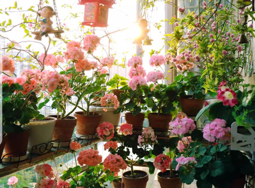 天竺葵在广州如何度夏,天竺葵怎么过夏