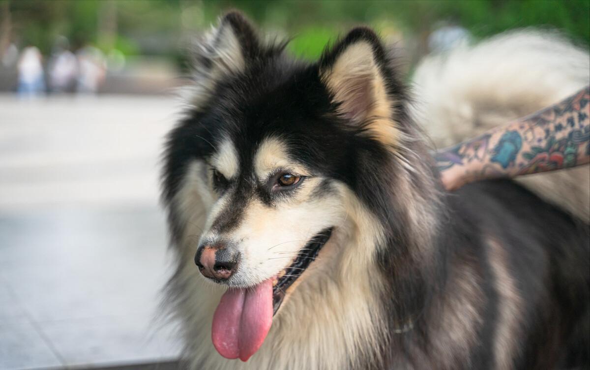 阿拉斯加呕吐了怎么办？