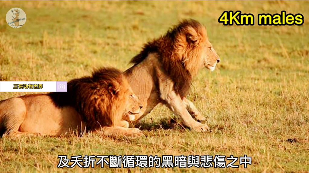 狮王乐高被咬断狮子脊柱,乐高狮王和鳄鱼王