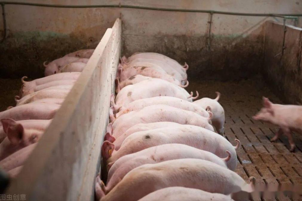 水泡粪养猪场建设方法,规模化养猪场怎么解决臭味