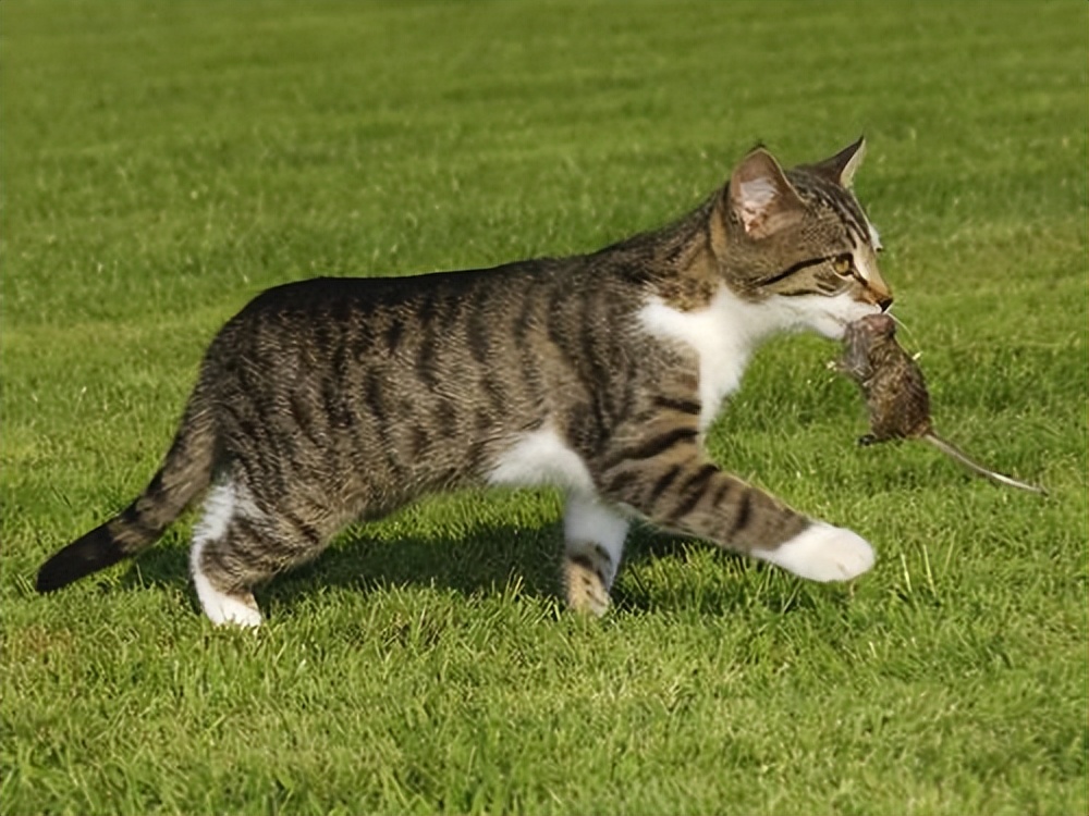 田园猫哪种猫比较好养活,中华田园猫宜养的10种猫