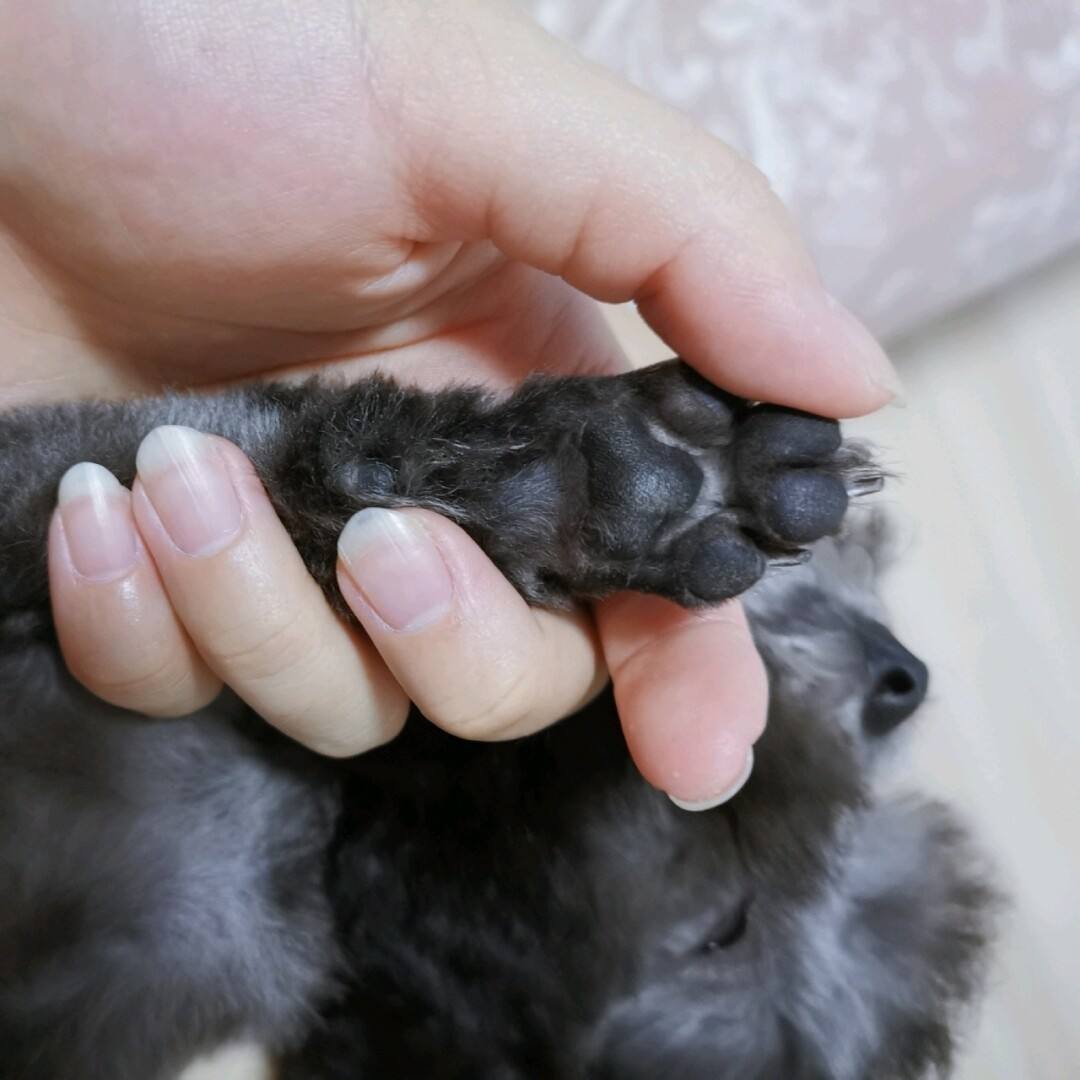 纯种泰迪和不纯种泰迪犬图片,你家泰迪多重