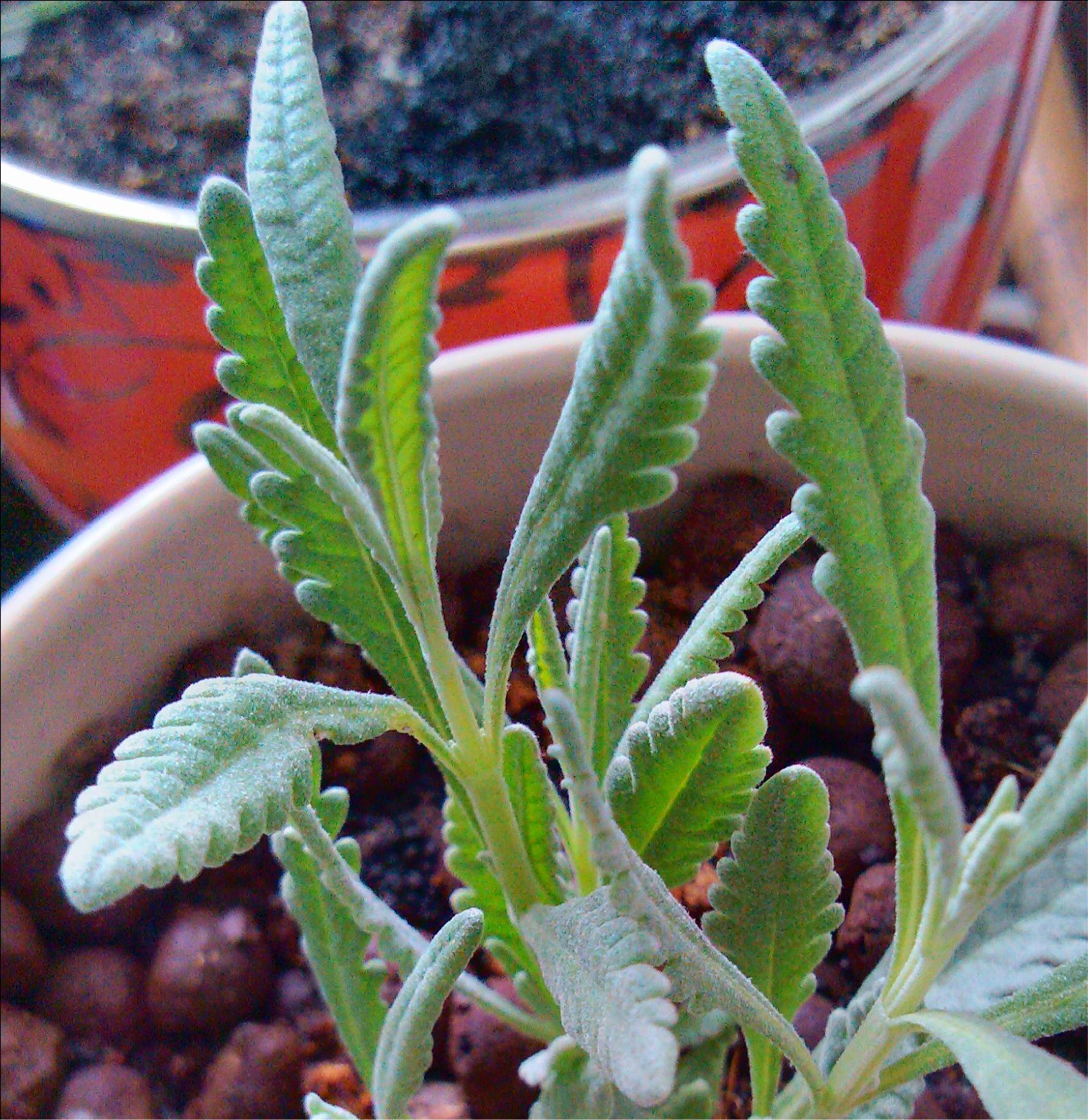 进口薰衣草干花,高级干花真花薰衣草