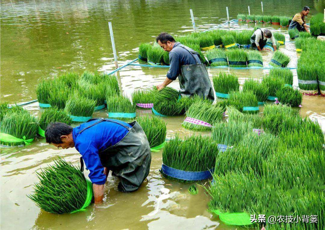 小香葱的种植方法与时间,小香葱播种多久可以采收