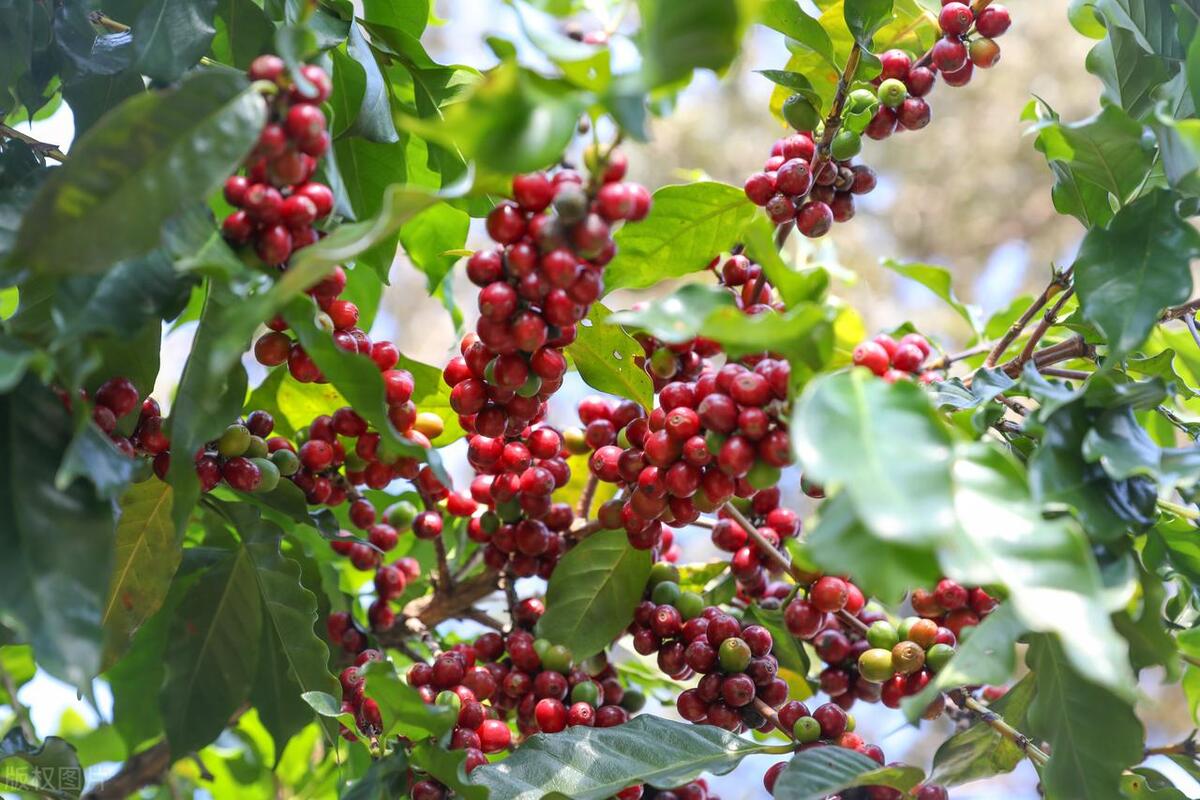 云南养老居住最好的地方普洱,普洱最适合居住的三个地方