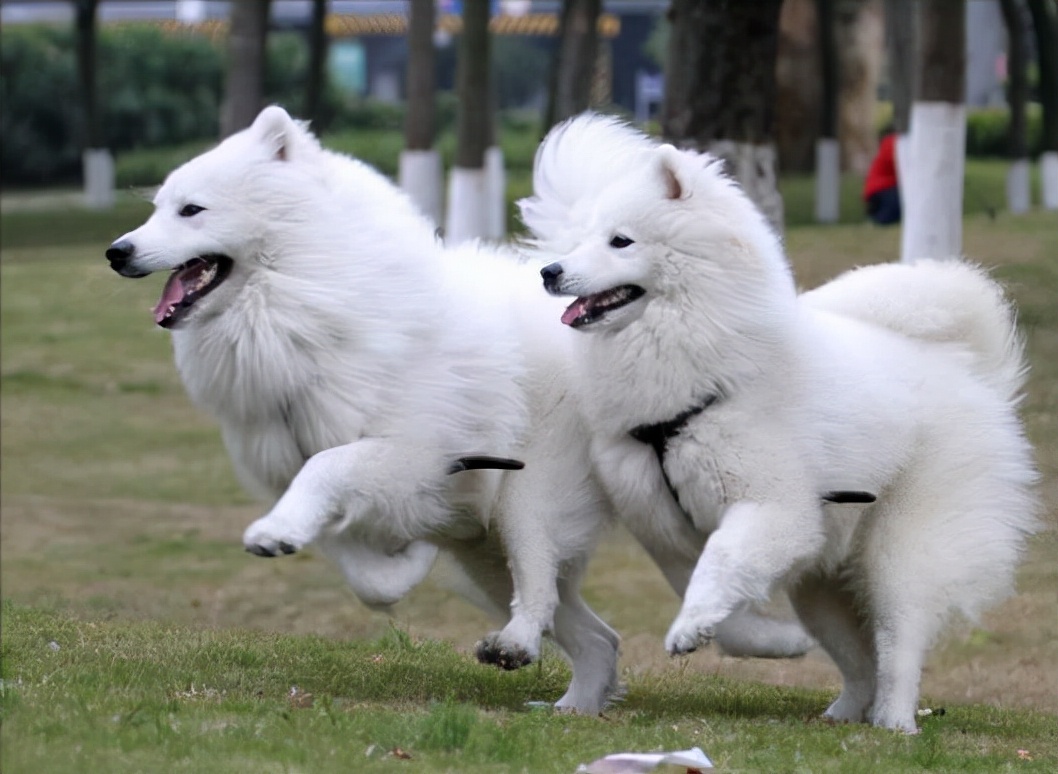 狗交配后居然会流血？难道是太激烈了？
