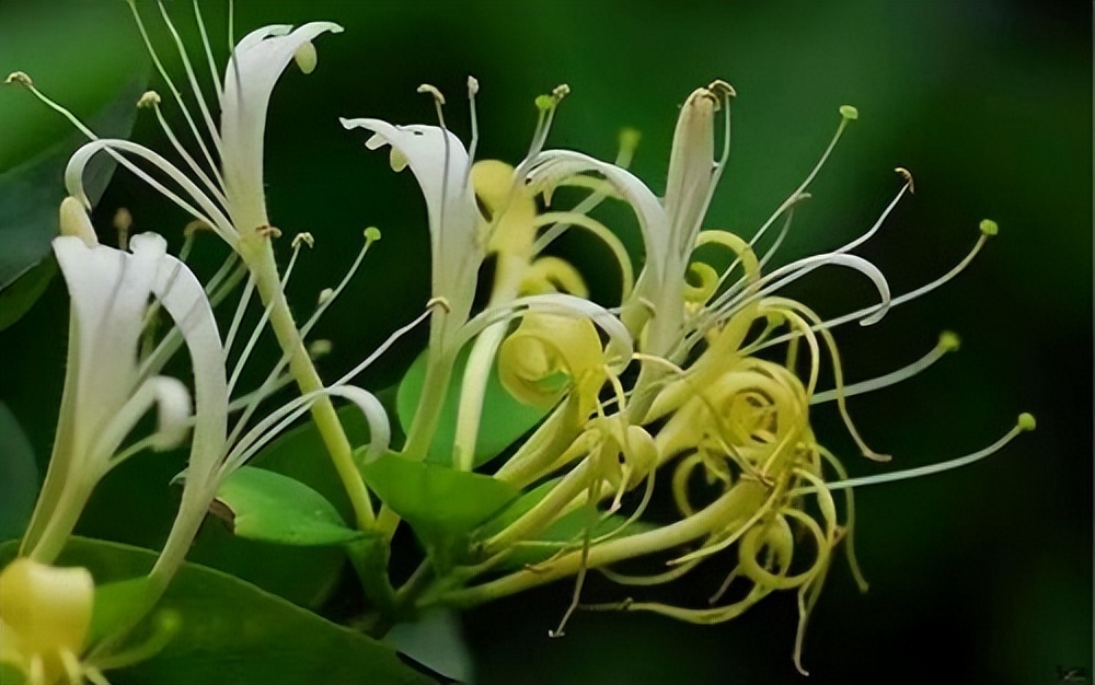 怎么做才能发挥蒲公英的最大功效,蒲公英被称为药草皇后