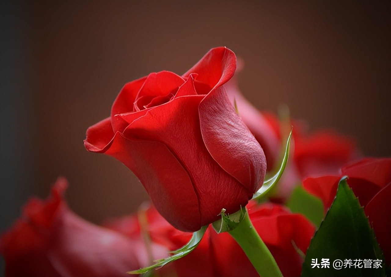 花语最浪漫的花有哪些,十种最惊艳的花语