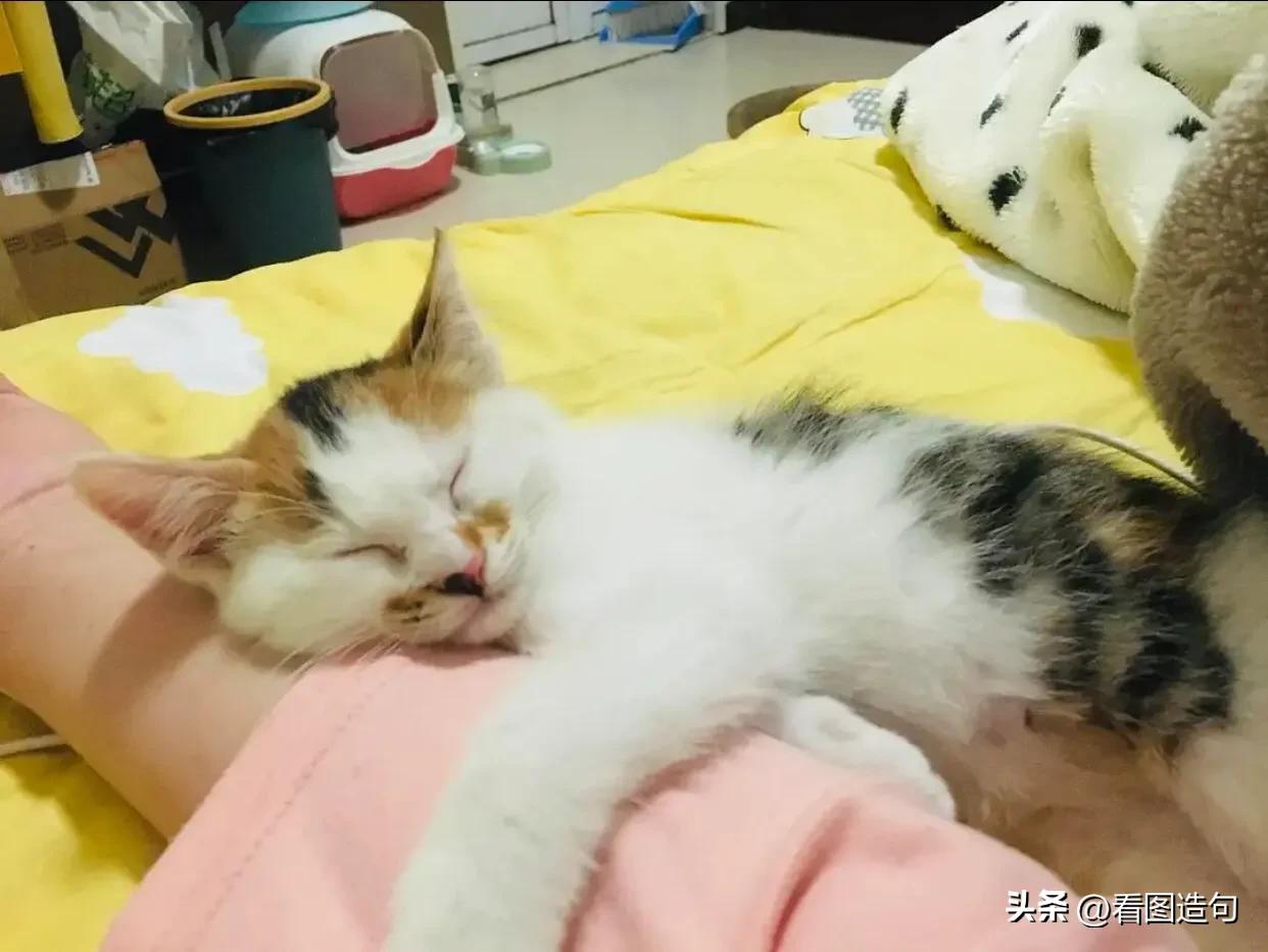 公泰迪绝育后性格会变好吗,当猫咪发现自己被绝育后的表现