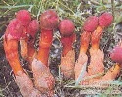 文王一支笔，乃神农四宝之一