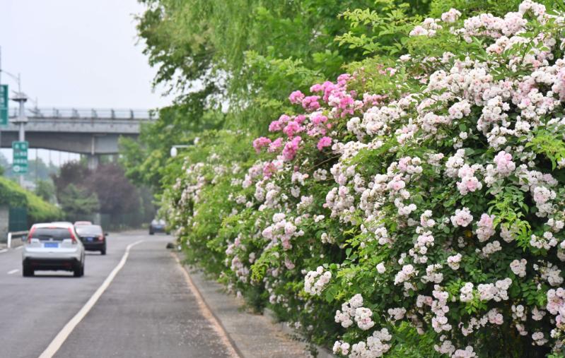 北京鲜花盛开,北京鲜花盛开影业