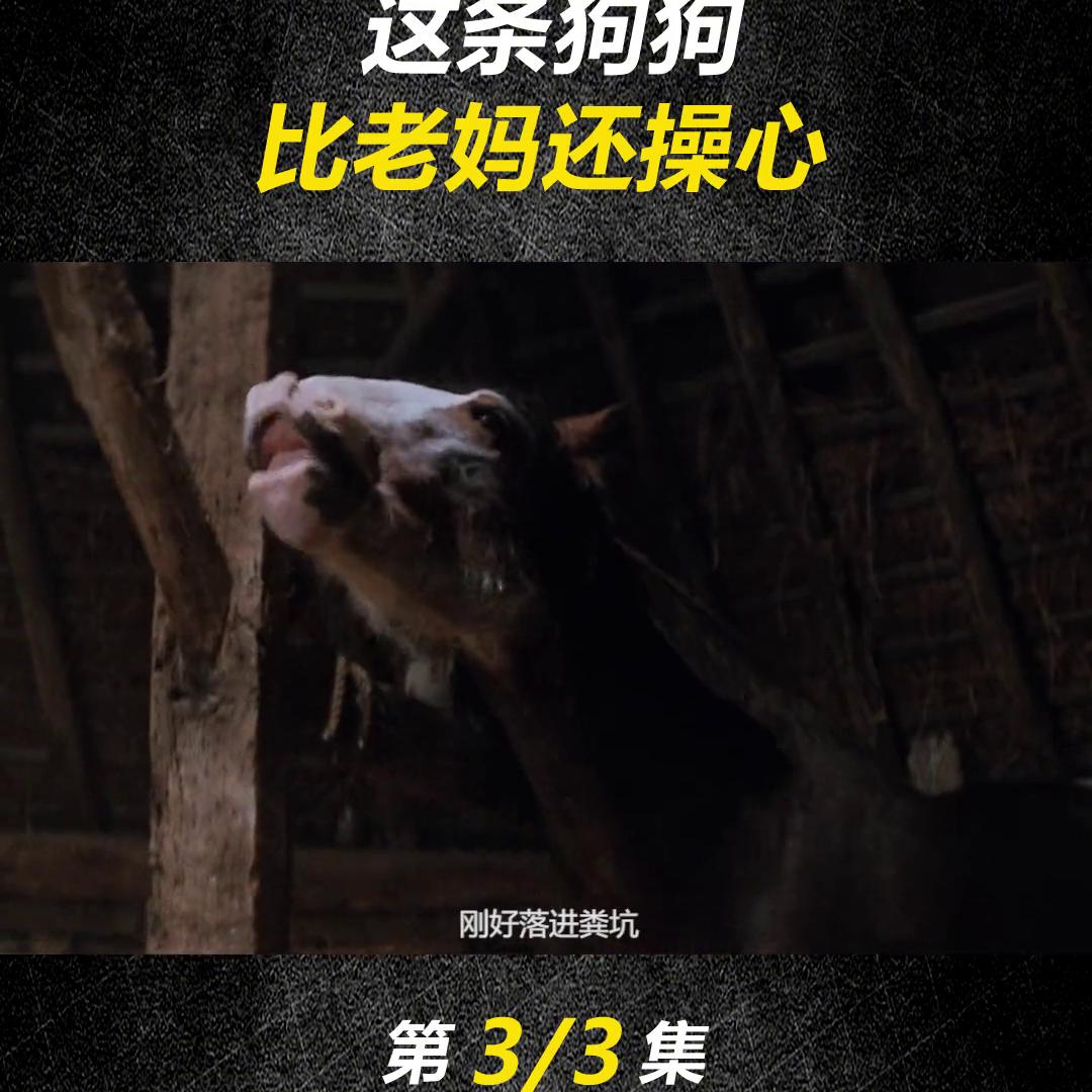 一只斑点狗可以长到多大,斑点狗有多可怜