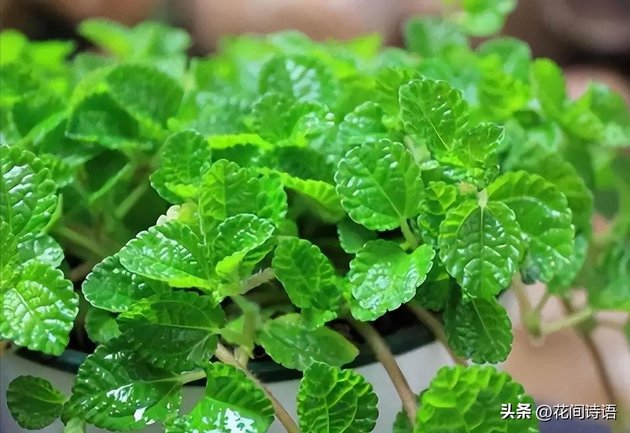 新房装修去甲醛最好的绿植,室内什么绿植去除甲醛效果最好