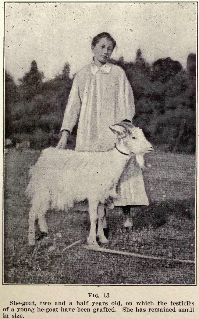 痴迷不老和壮阳，西方科学家曾将动物*丸睾**移植进人体