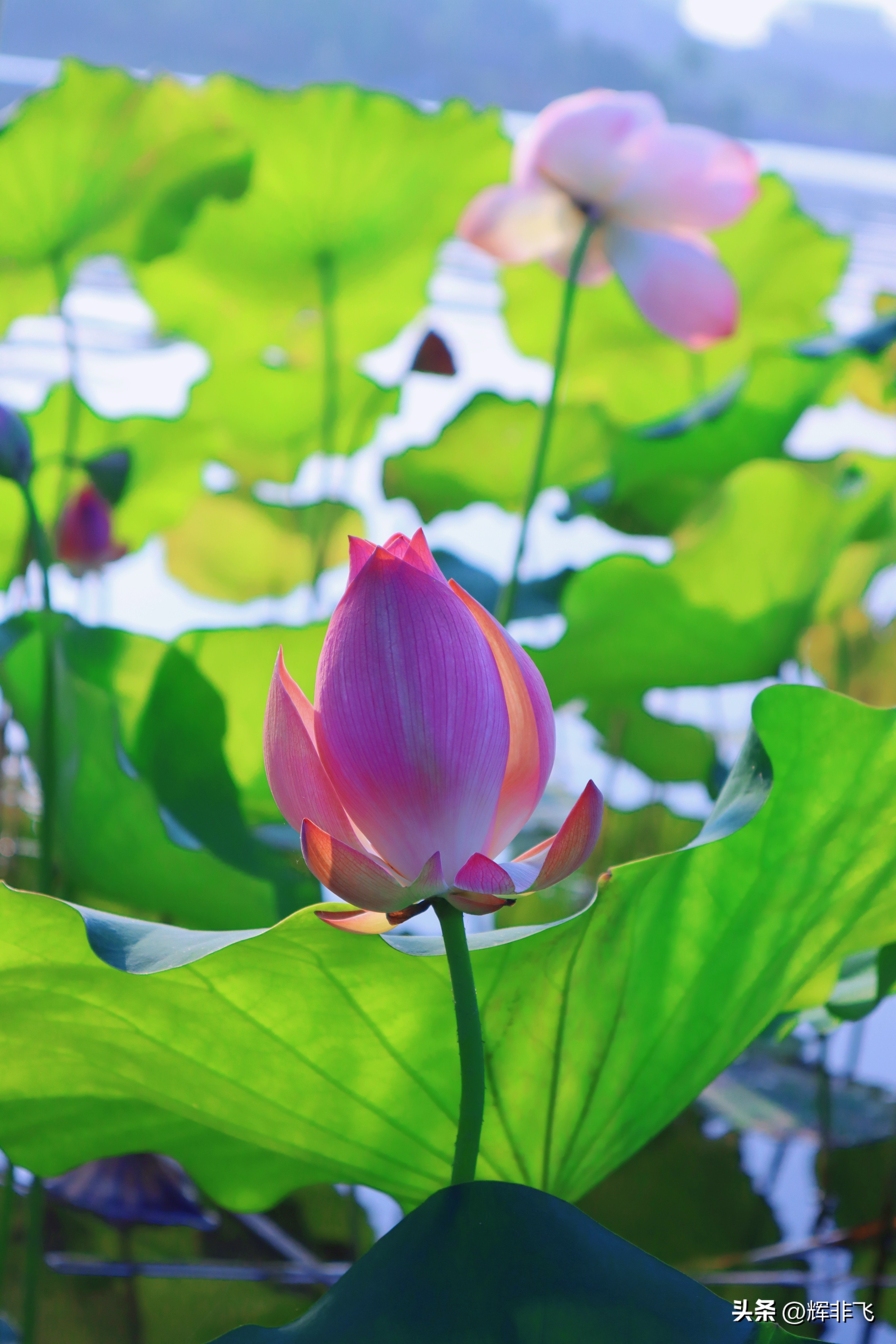 十首绝美的咏荷的词,写意最经典咏荷诗词