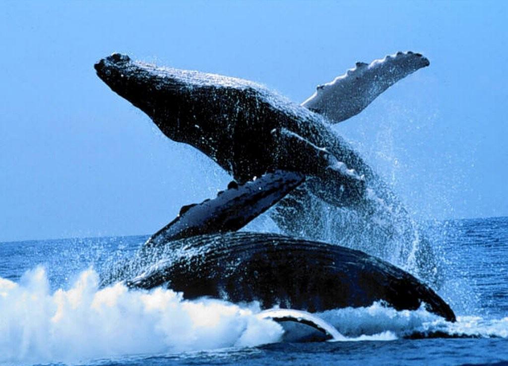 有趣的动物学习行为视频,动物有趣的学习行为