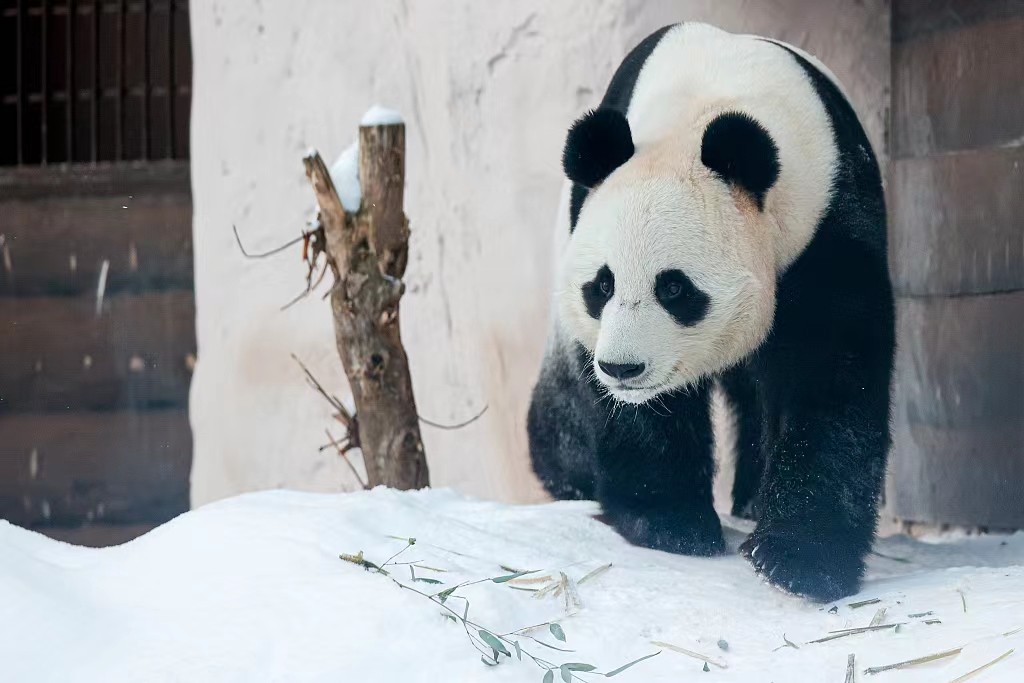 各国对待中国熊猫的态度,盘点各国对待大熊猫的态度