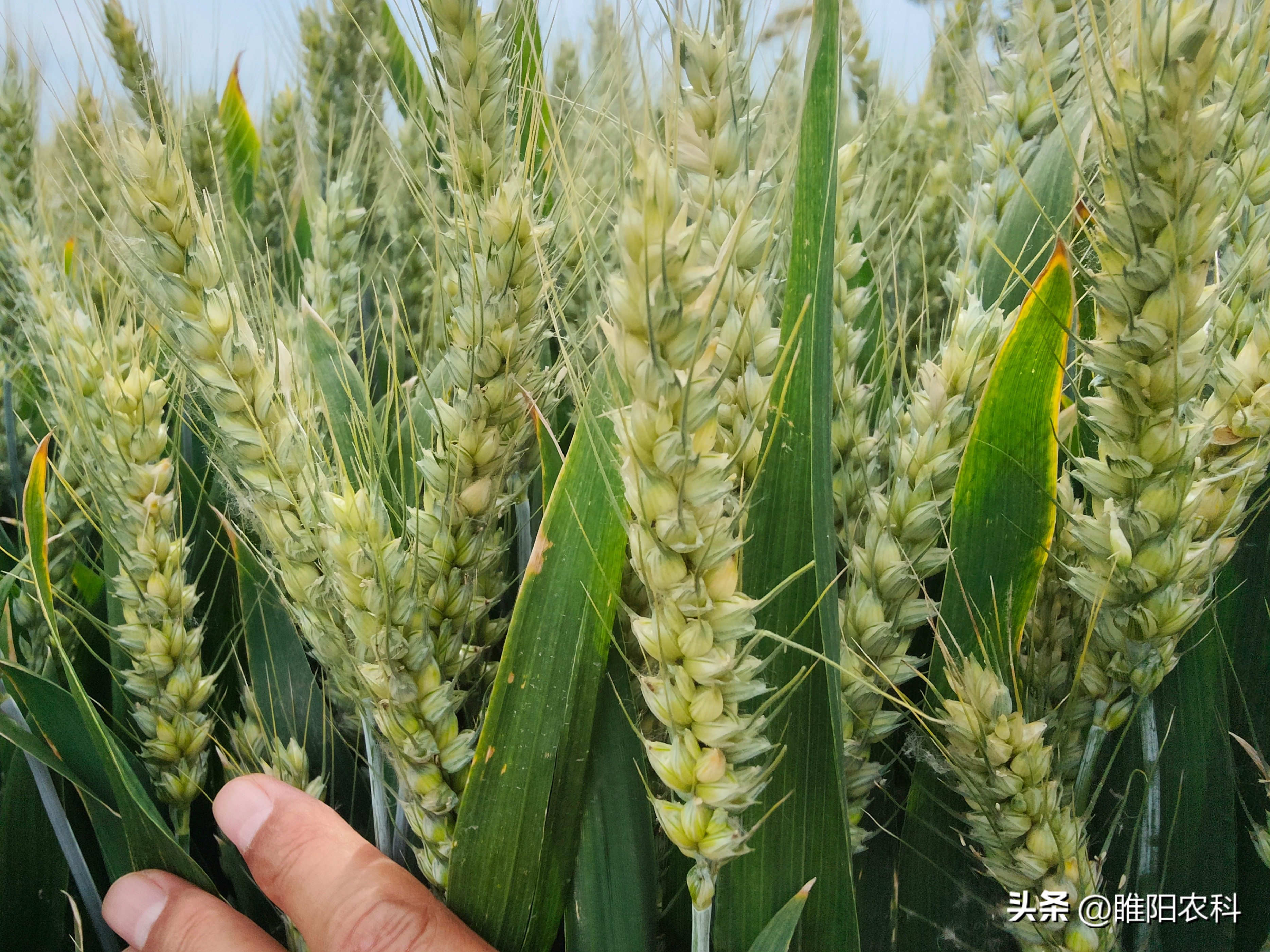 河南今年的小麦什么品种好,河南哪些小麦品种抗病