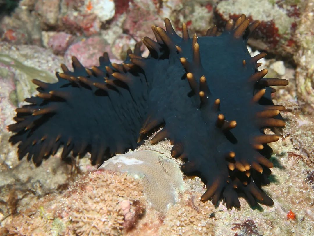 海参早餐的做法大全,早餐一个海参一个鸡蛋怎么样