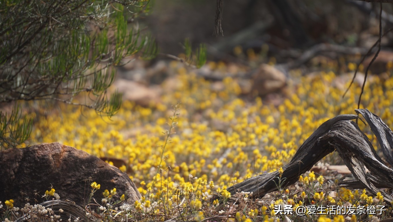 一路向北全程1980公里,西澳自驾游最佳路线图