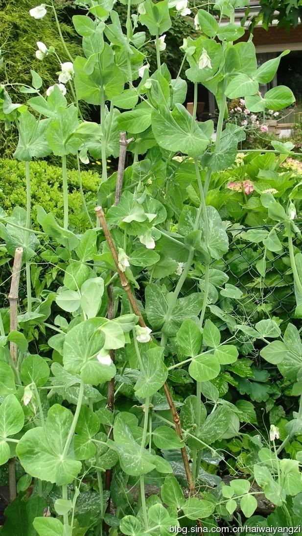 春天向我们走来二胡,春天来了朗读文章