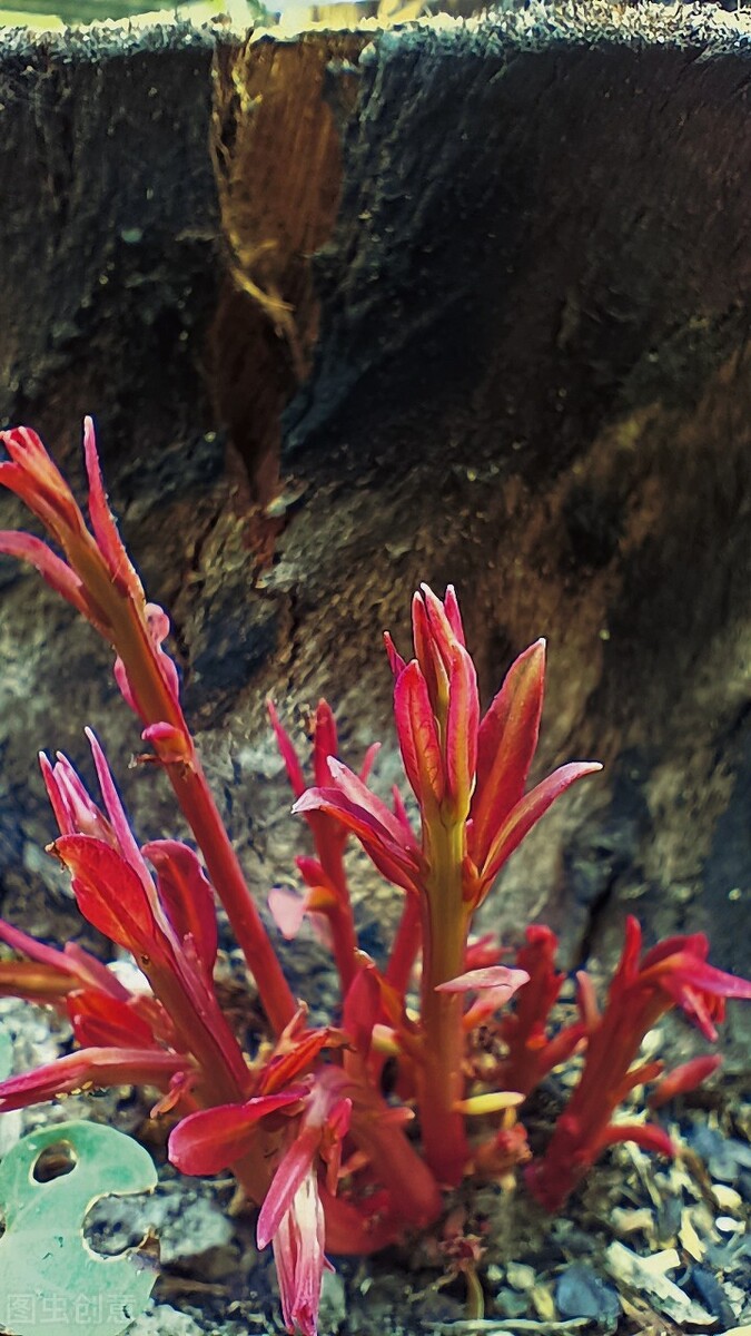 报得三春晖中晖是什么意思,报得三春晖的三春指的是