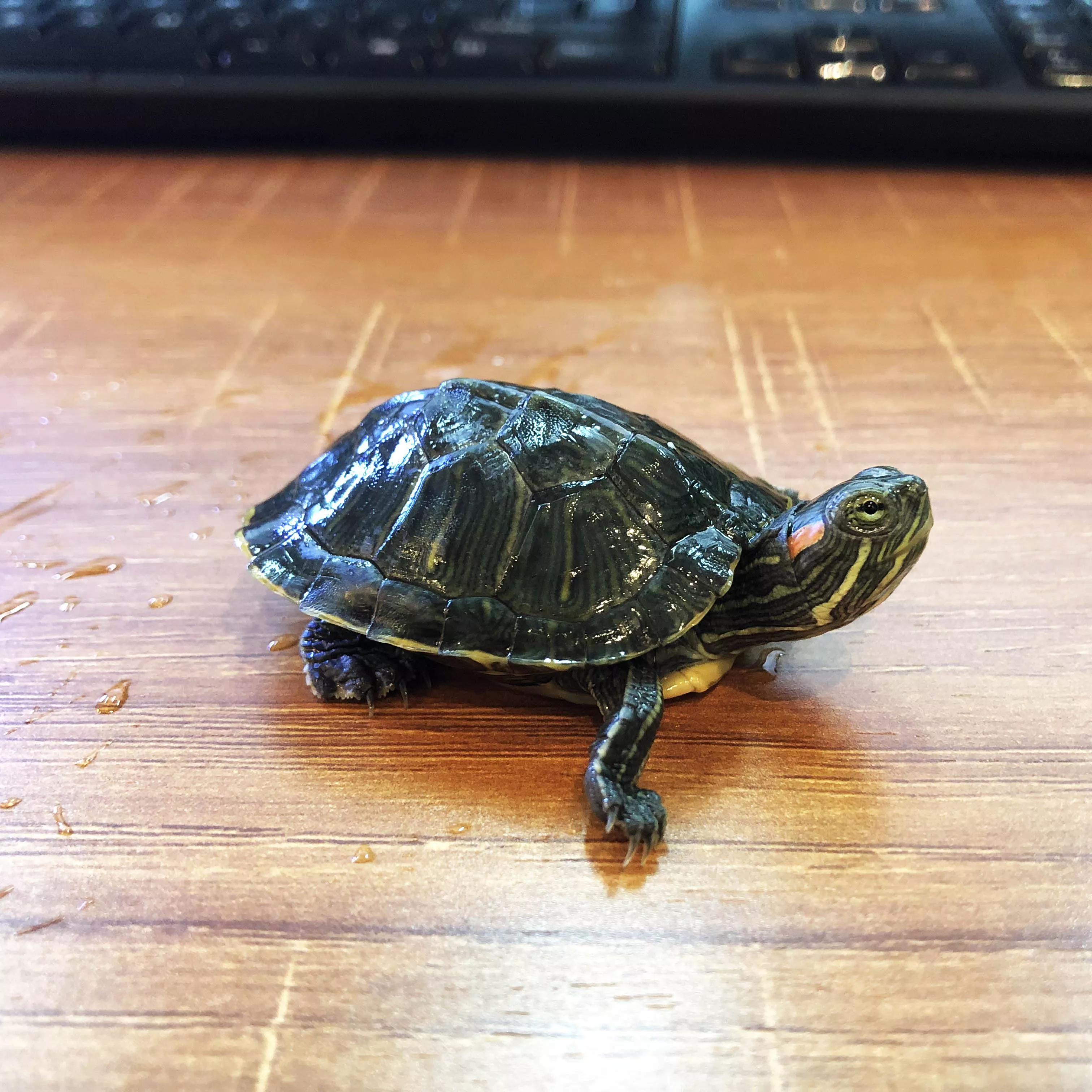 养了7年的乌龟为什么会死,养乌龟有哪些原因导致乌龟死亡的