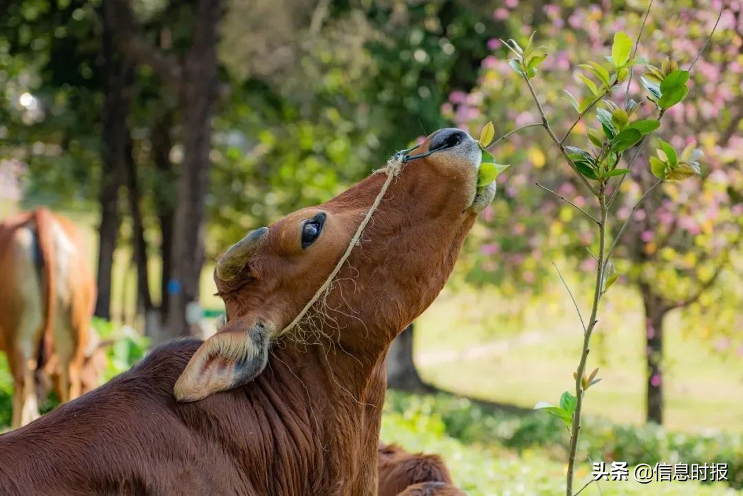 “咩咩”“嘎嘎”“哞哞”……广州多所学校“萌宠”出没