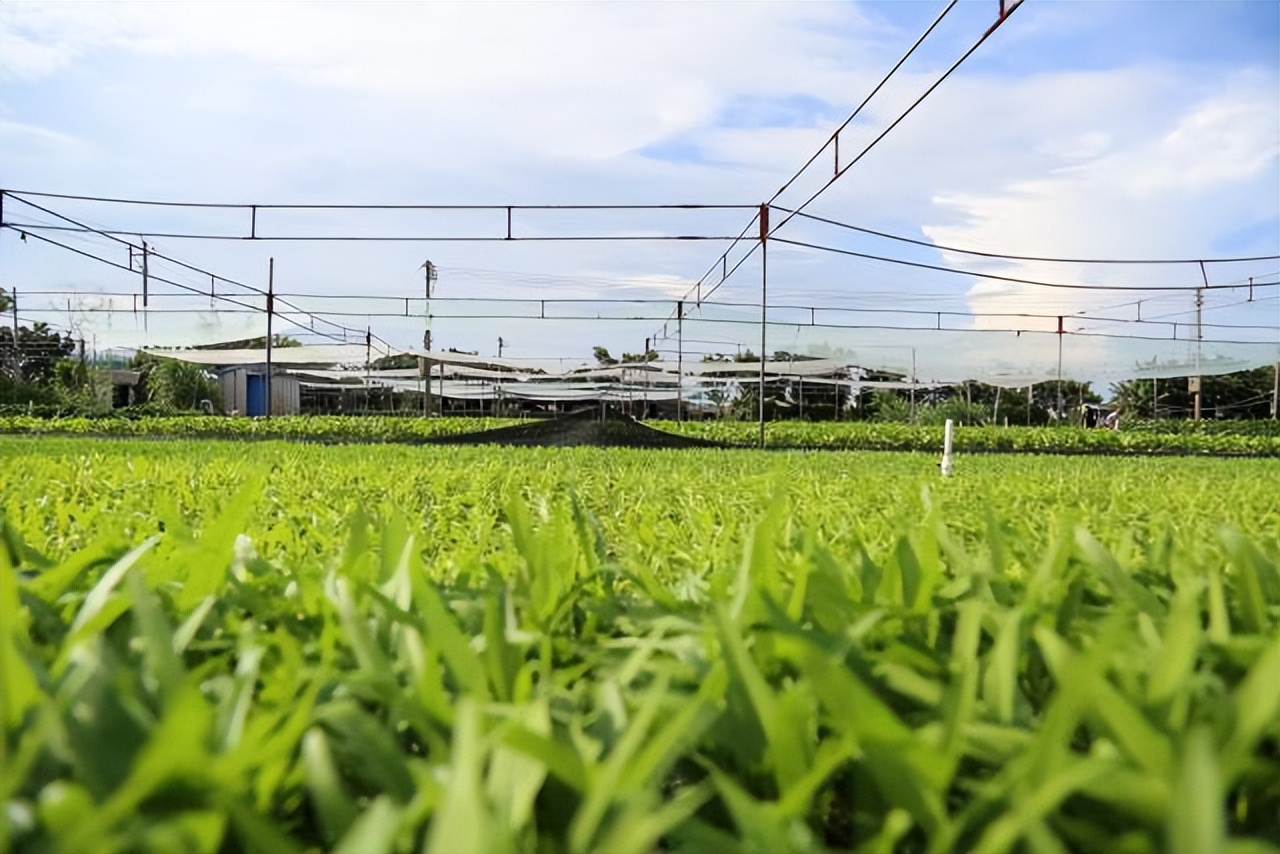 点赞新时代美丽乡村,潮南美丽乡村