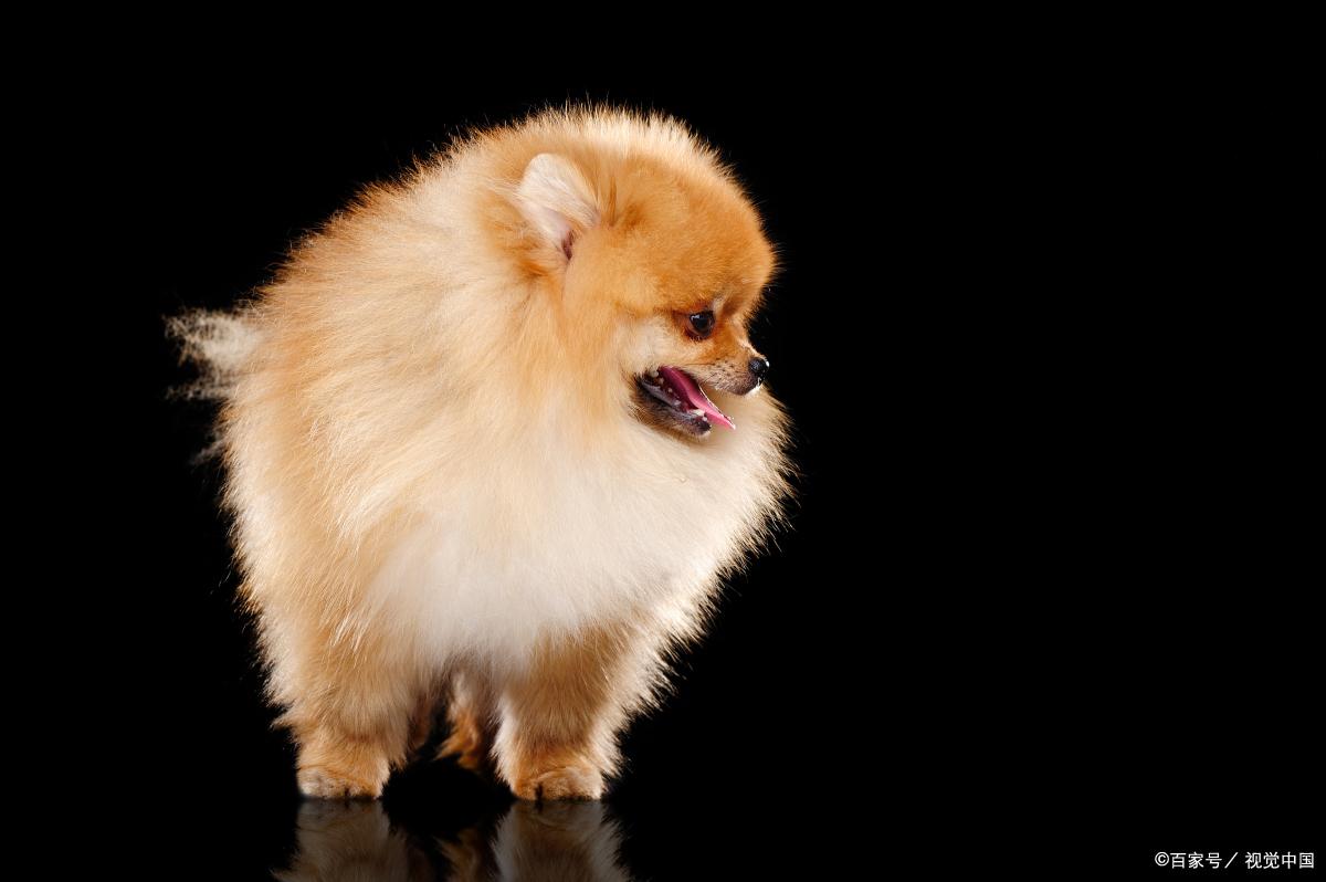 博美犬能长到几斤,博美犬的资料大全