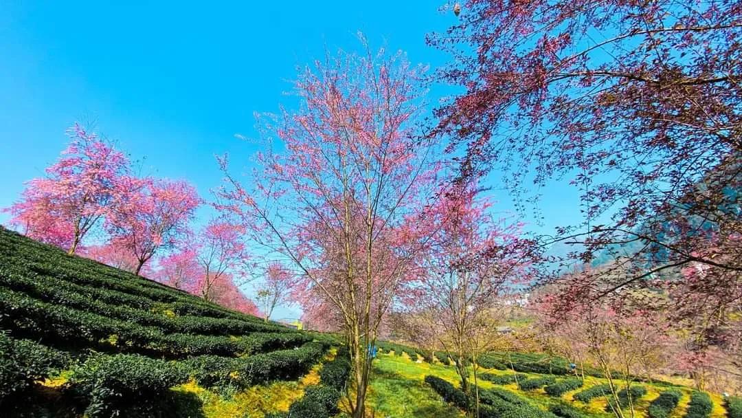 越南老街沙巴旅游景区,越南老街沙巴的村落
