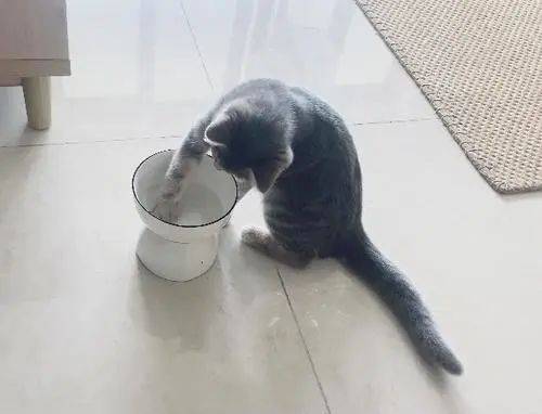 如何让猫咪多吃湿粮,猫咪冻干怎么样不踩雷