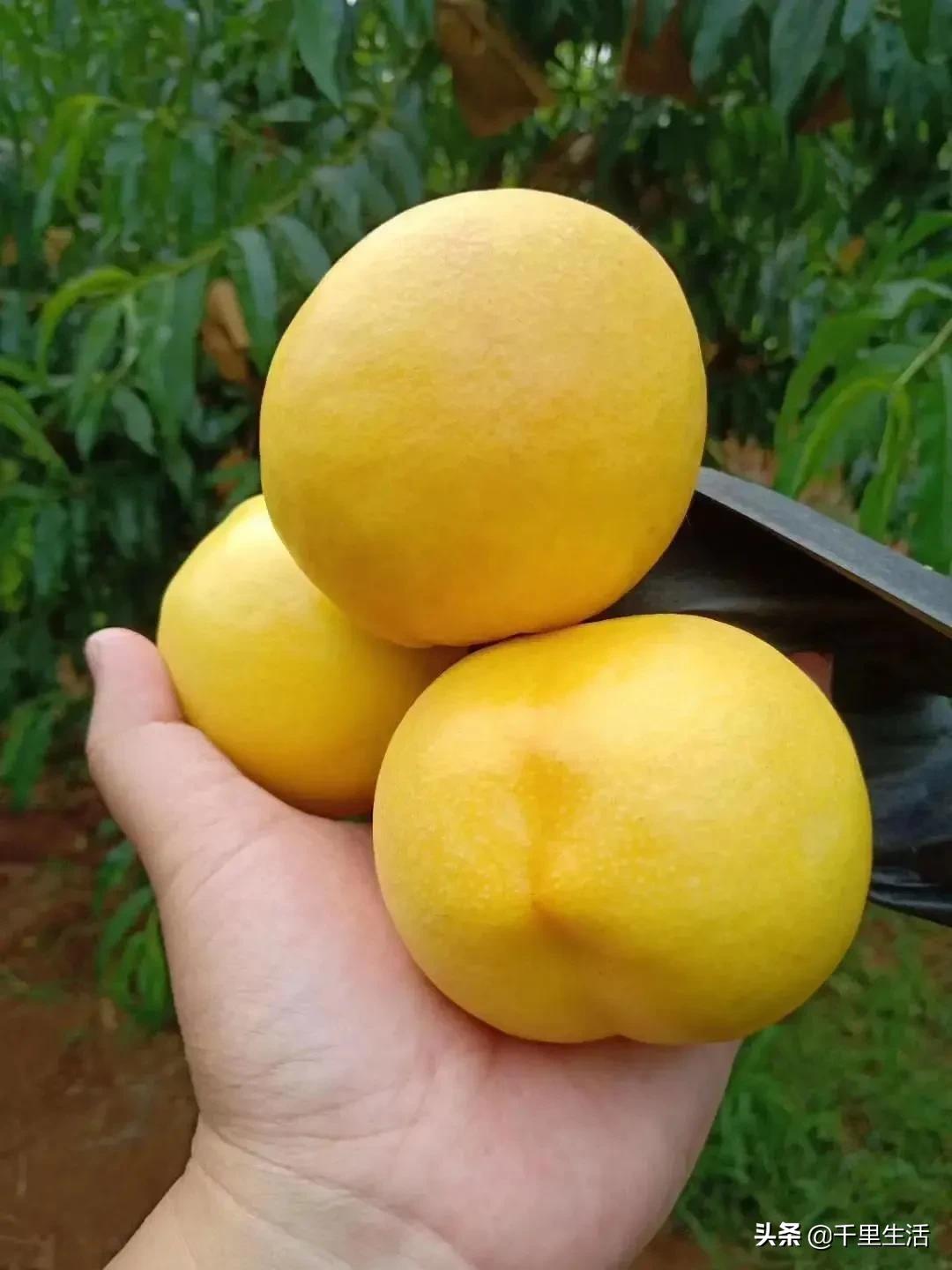 现摘正宗山东蒙阴脆甜黄油桃,山东蒙阴蜜桃之乡的桃子上市啦