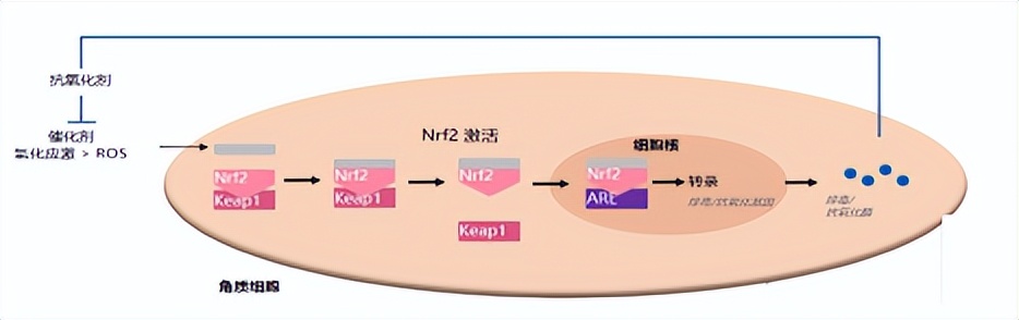 大厂抗氧新卷王，7大顶流成分王炸出道！