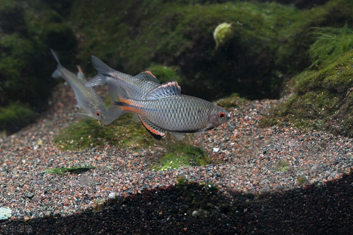 水陆缸水草缸原生缸哪个好打理,除了水草缸还能养什么缸