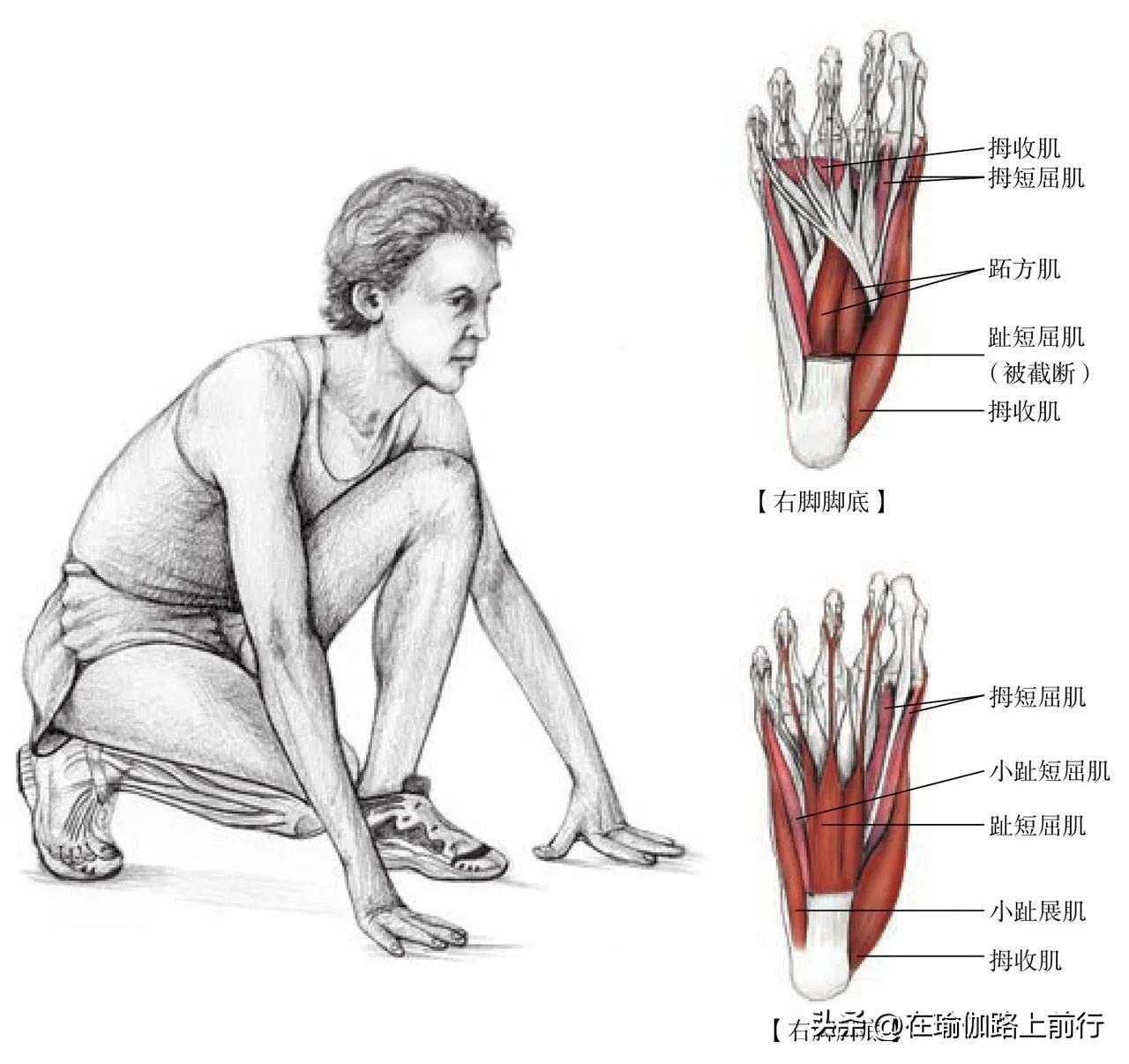 拉伸髂胫束,胫束拉伸的正确步骤