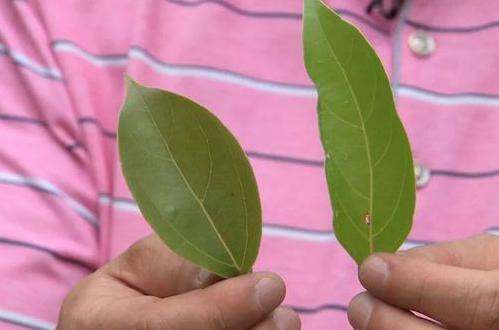 放弃黄酒生意，转行种树，凭借20亩地，年收入2000多万