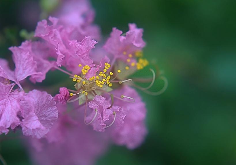 一树紫薇开，古诗词里的紫薇花，繁花似锦赏心悦目，可与牡丹媲美