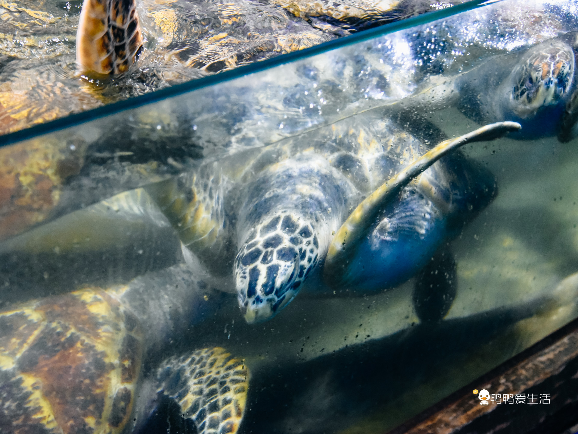 厦门鼓浪屿海底世界的抹香鲸,厦门鼓浪屿亲子旅游攻略