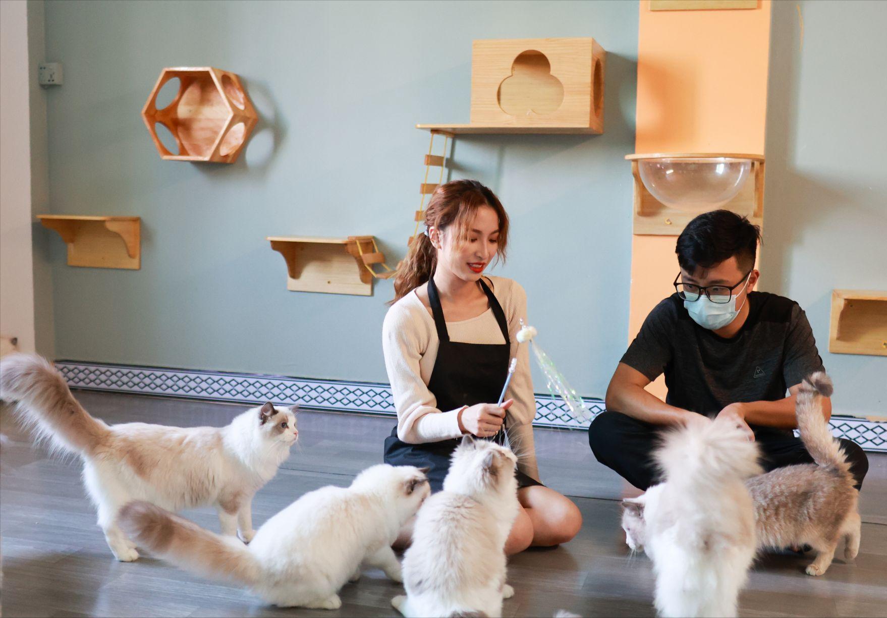 第一次养猫应该怎么选猫,养了7只猫咪