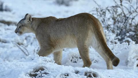 豆瓣评分甄嬛传,甄嬛传豆瓣深度分析